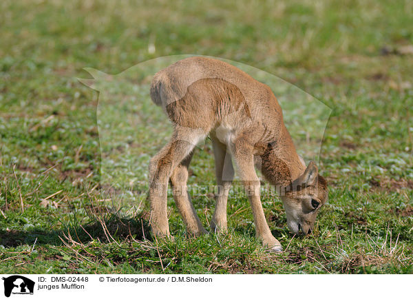 junges Mufflon / DMS-02448