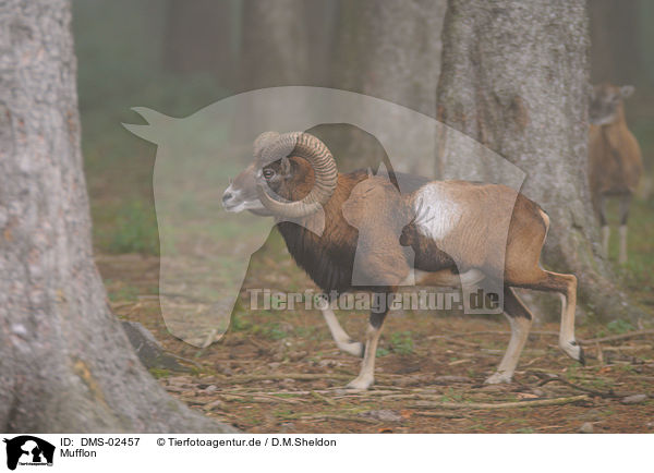 Mufflon / moufflon / DMS-02457