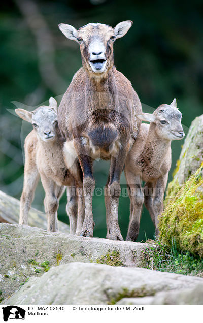 Mufflons / moufflons / MAZ-02540