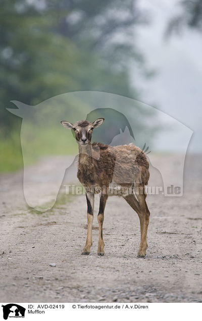 Mufflon / AVD-02419