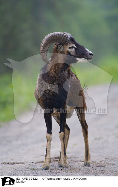 Mufflon / AVD-02422