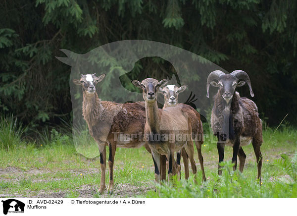 Mufflons / AVD-02429