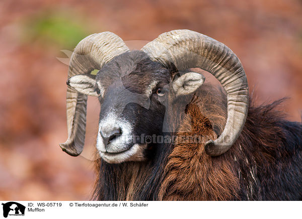 Mufflon / WS-05719