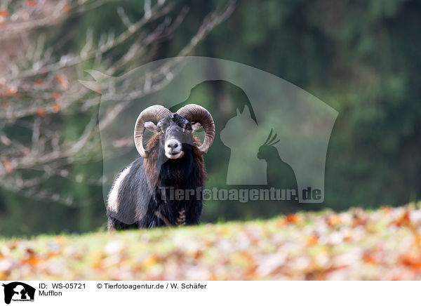 Mufflon / moufflon / WS-05721