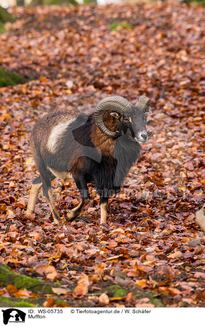 Mufflon / moufflon / WS-05735
