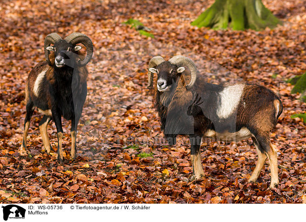 Mufflons / WS-05736