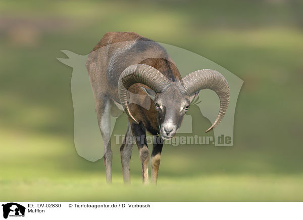 Mufflon / moufflon / DV-02830