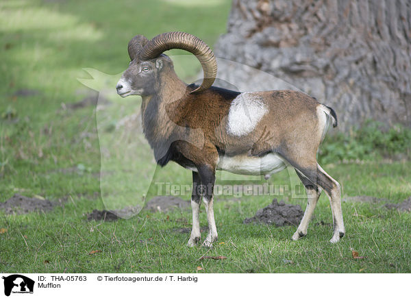 Mufflon / moufflon / THA-05763
