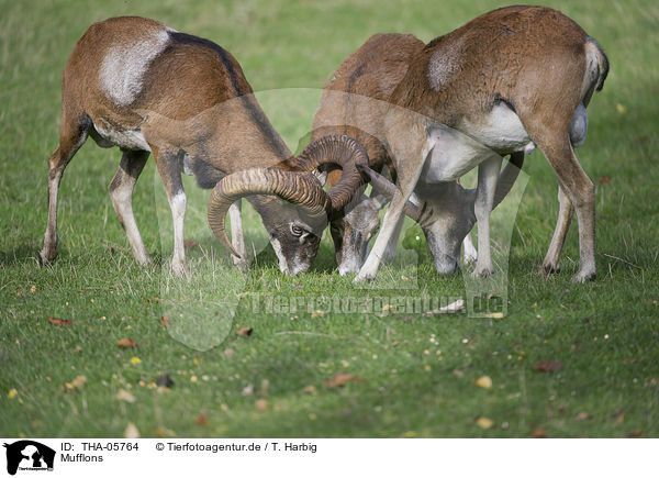 Mufflons / THA-05764