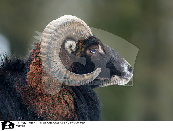 Mufflon / WS-06085