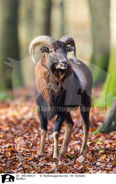 Mufflon / WS-06431