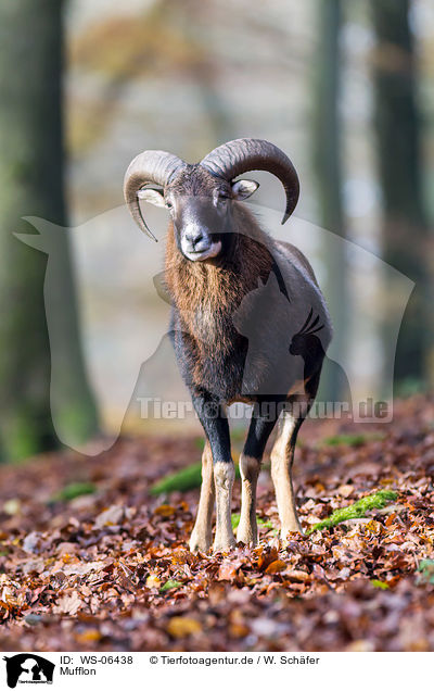Mufflon / WS-06438
