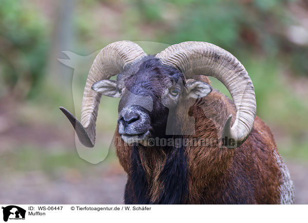 Mufflon / WS-06447