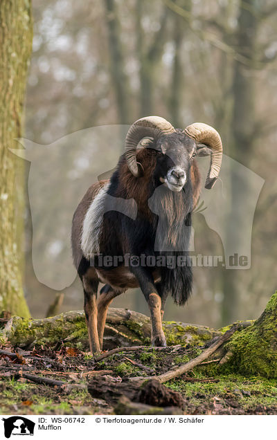 Mufflon / WS-06742