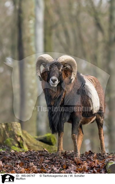 Mufflon / WS-06747