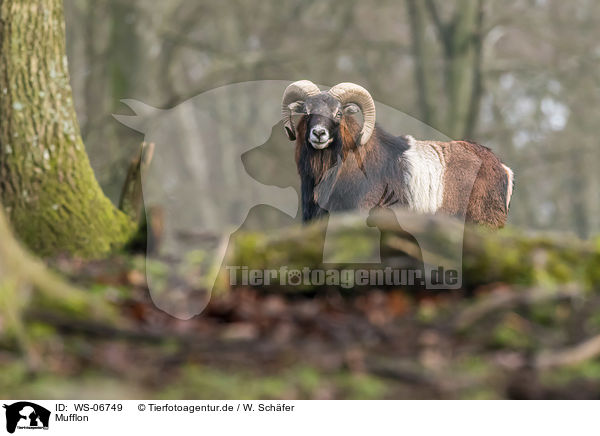 Mufflon / WS-06749