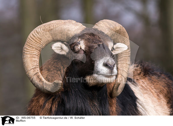 Mufflon / WS-06755