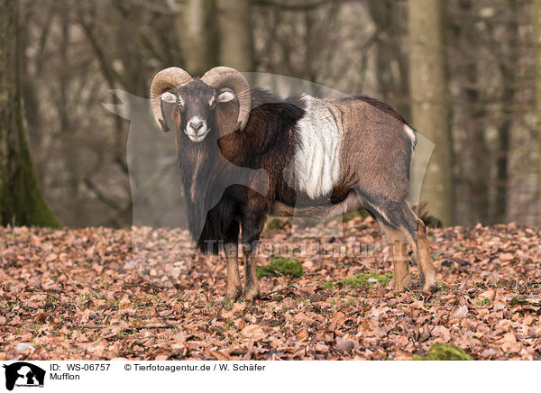 Mufflon / WS-06757