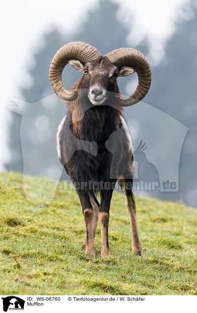 Mufflon / WS-06760