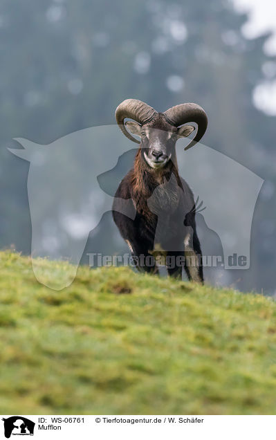 Mufflon / WS-06761