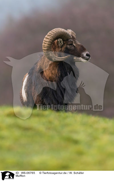 Mufflon / WS-06765