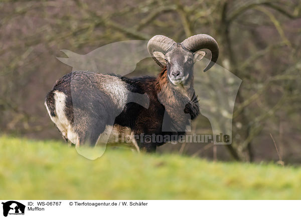 Mufflon / WS-06767