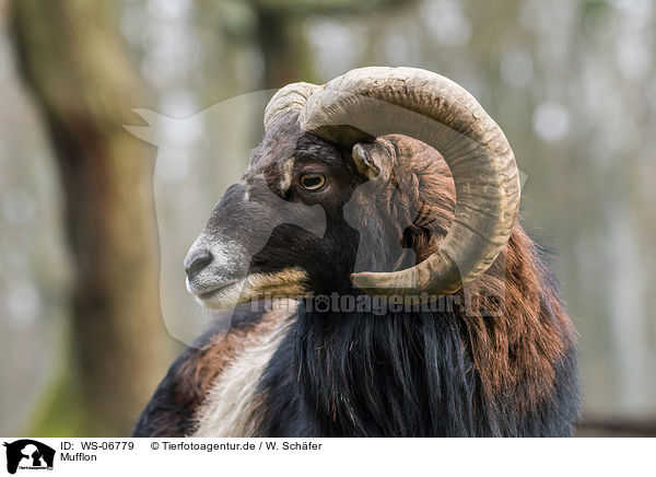 Mufflon / WS-06779