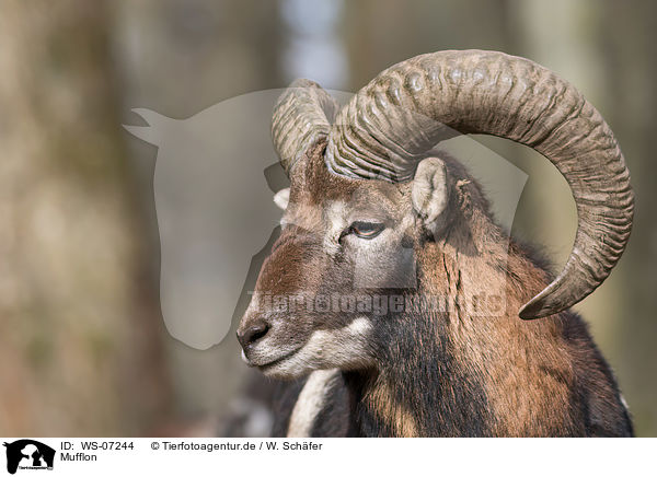 Mufflon / WS-07244
