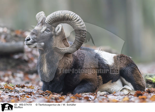 Mufflon / WS-07479