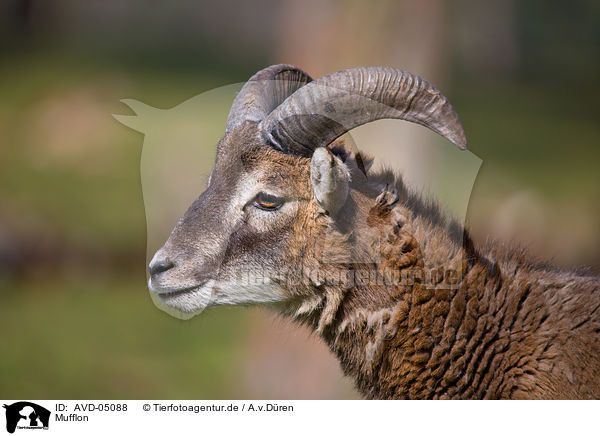Mufflon / moufflon / AVD-05088