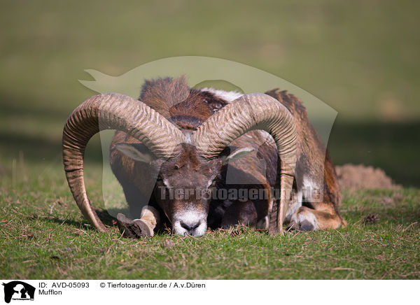 Mufflon / AVD-05093