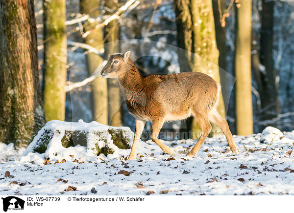 Mufflon / WS-07739
