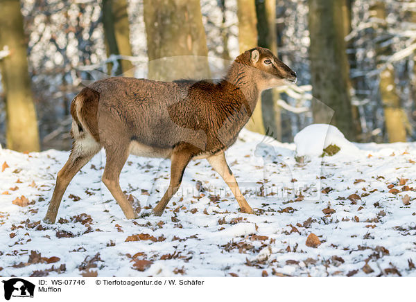 Mufflon / WS-07746
