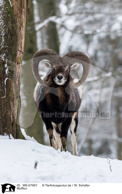 Mufflon / moufflon / WS-07991