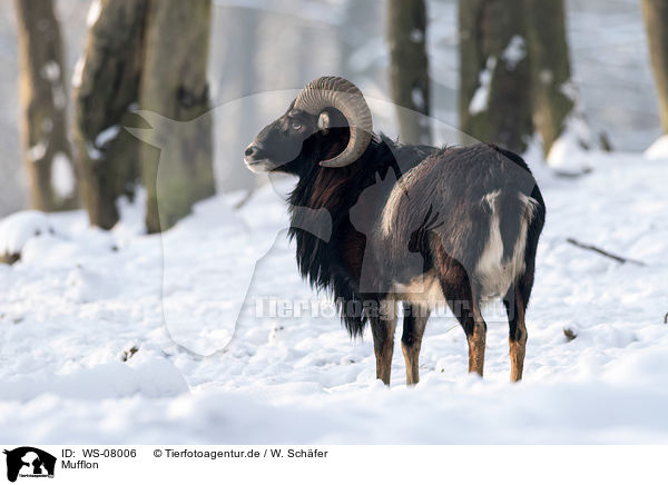 Mufflon / WS-08006