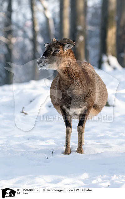 Mufflon / moufflon / WS-08009