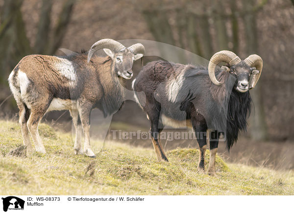 Mufflon / WS-08373