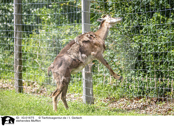 stehendes Mufflon / standing Mouflon / IG-01675