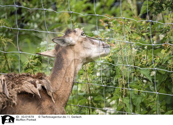 Mufflon Portrait / Mouflon portrait / IG-01678