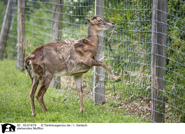 stehendes Mufflon / standing Mouflon / IG-01679