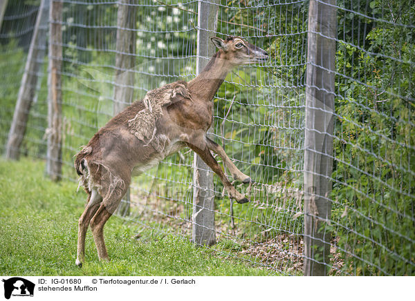 stehendes Mufflon / standing Mouflon / IG-01680