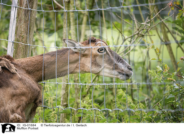 Mufflon Portrait / Mouflon portrait / IG-01684