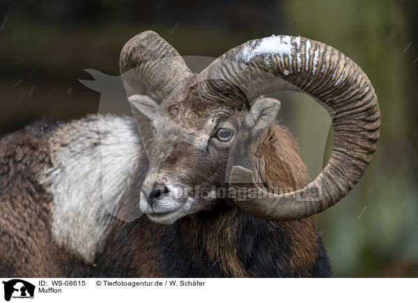 Mufflon / Mouflon / WS-08615