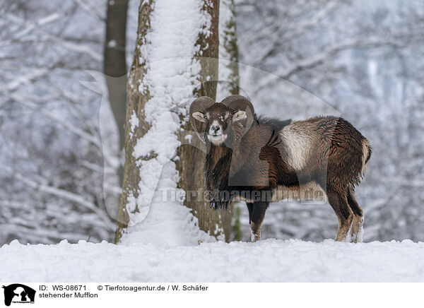 stehender Mufflon / standing Mouflon / WS-08671