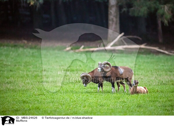 Mufflons / moufflons / MBS-24626