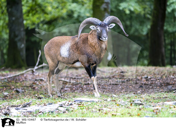 Mufflon / moufflon / WS-10467