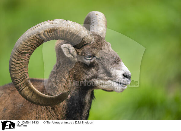 Mufflon / moufflon / DMS-13433