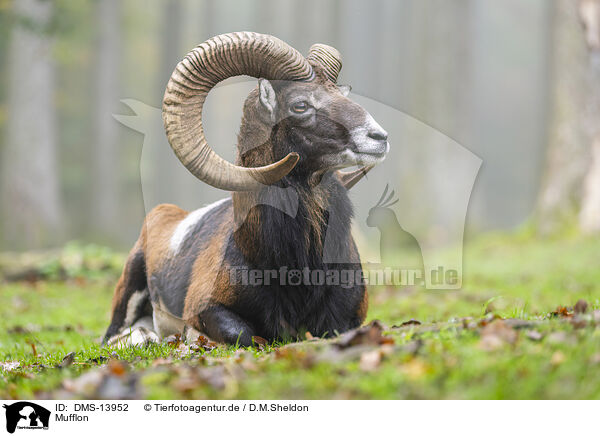 Mufflon / Moufflon / DMS-13952