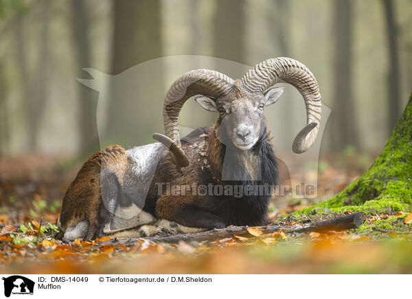 Mufflon / Moufflon / DMS-14049
