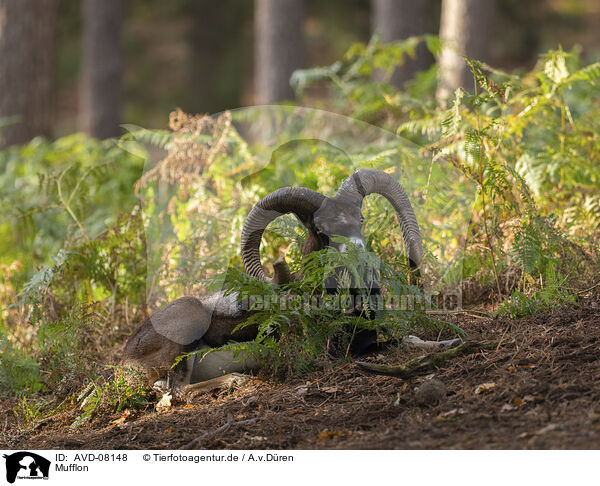 Mufflon / moufflon / AVD-08148